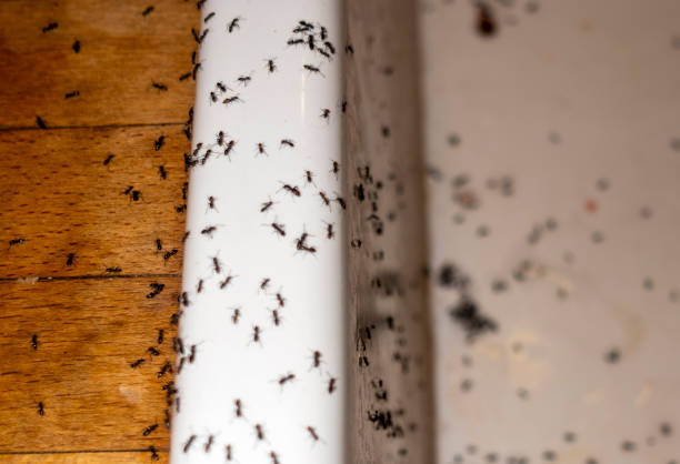 Best Emergency Pest Control  in Spring Valley, IL