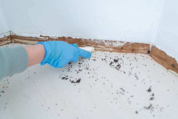 Best Affordable Pest Control Services  in Spring Valley, IL